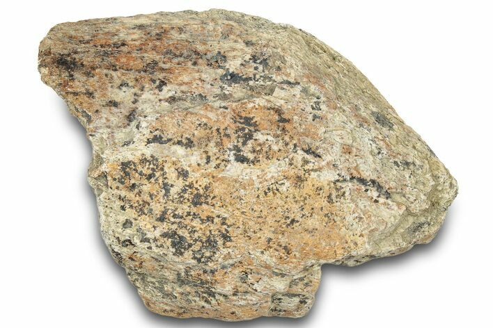 Dinosaur (Triceratops) Frill Shield Section - Montana #321991